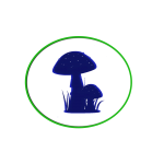 Hongos