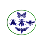 insectos voladores