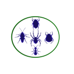 Insectos rastreros