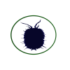 cochinilla