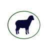 ovino